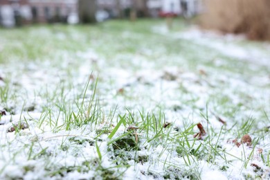 Green grass covered with snow on winter day, closeup