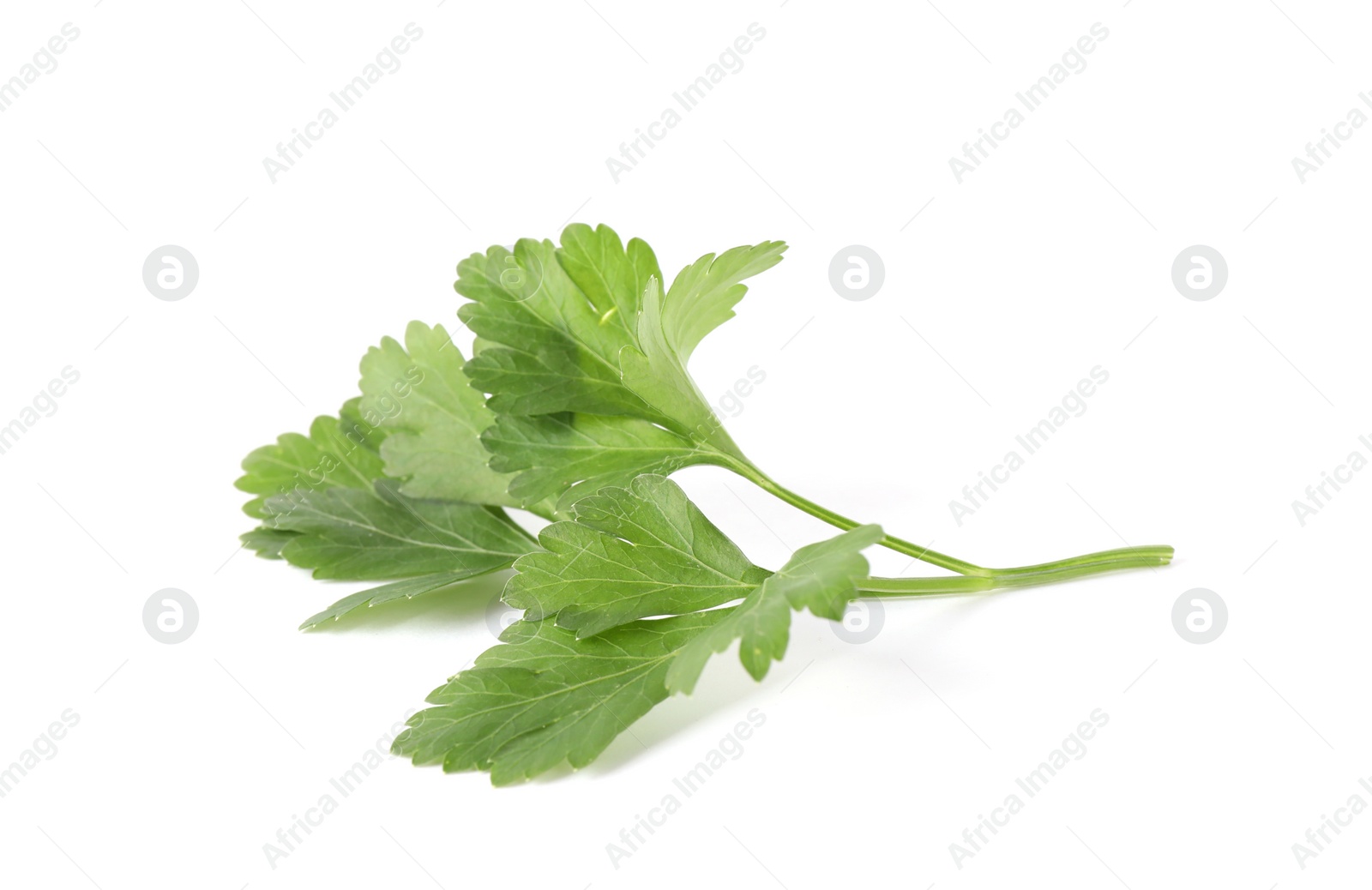 Photo of Aromatic fresh green parsley isolated on white