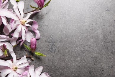 Photo of Magnolia tree branches with beautiful flowers on grey table, flat lay. Space for text