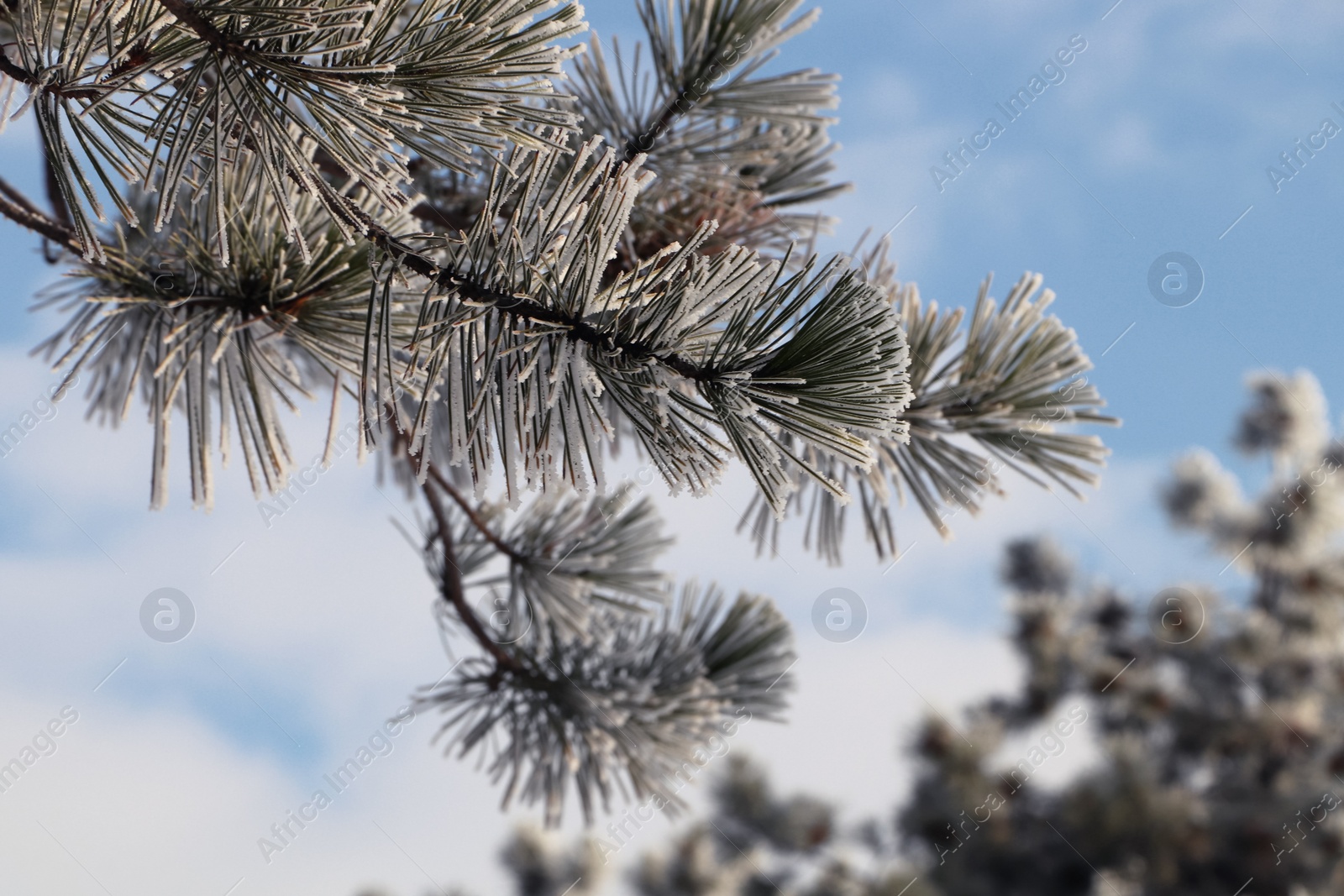 Photo of Conifer tree branch covered with hoarfrost outdoors on winter morning, closeup