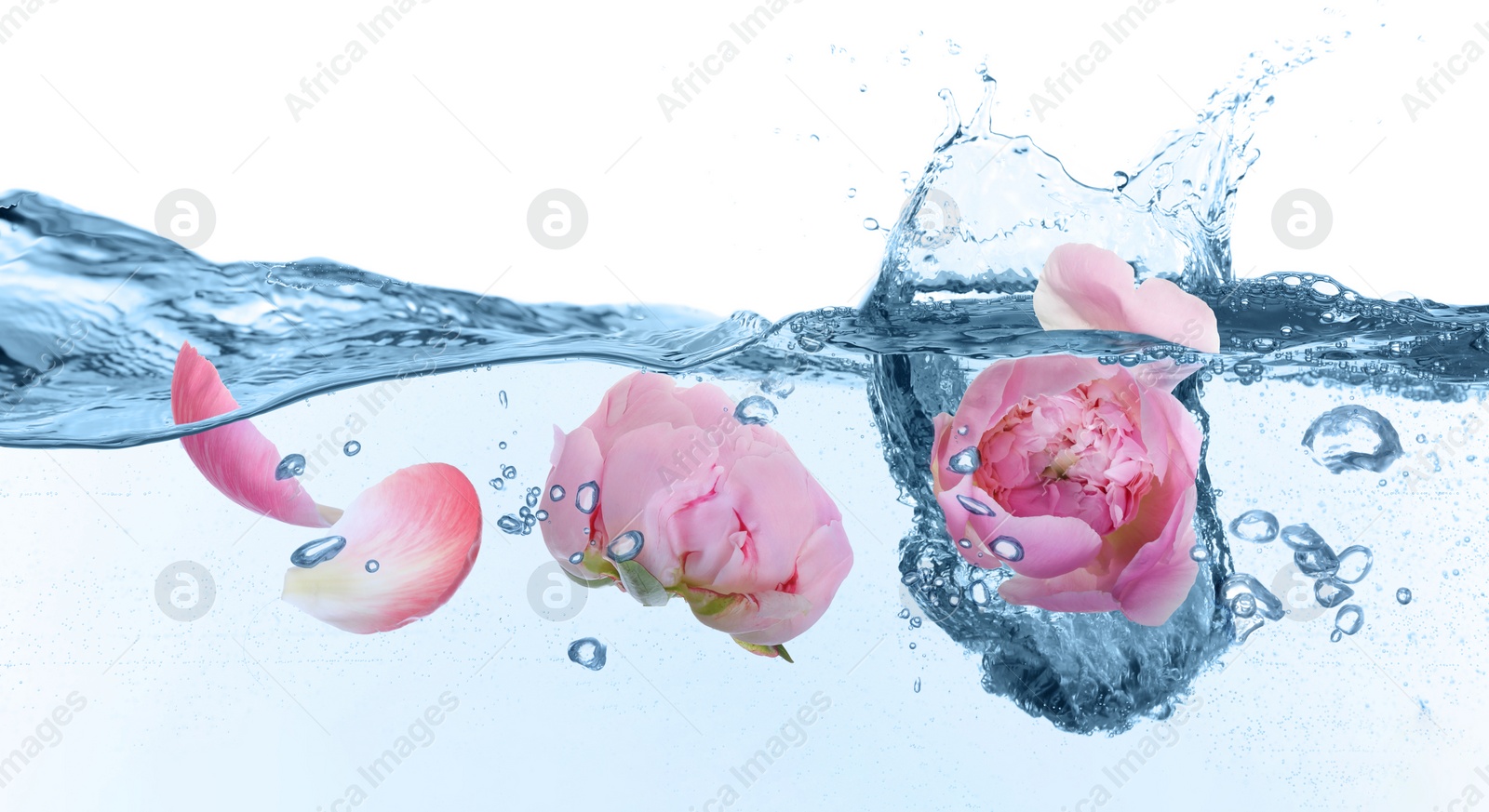 Image of Beautiful pink peony flowers in water on white background