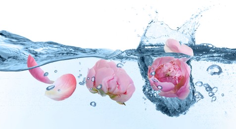 Beautiful pink peony flowers in water on white background