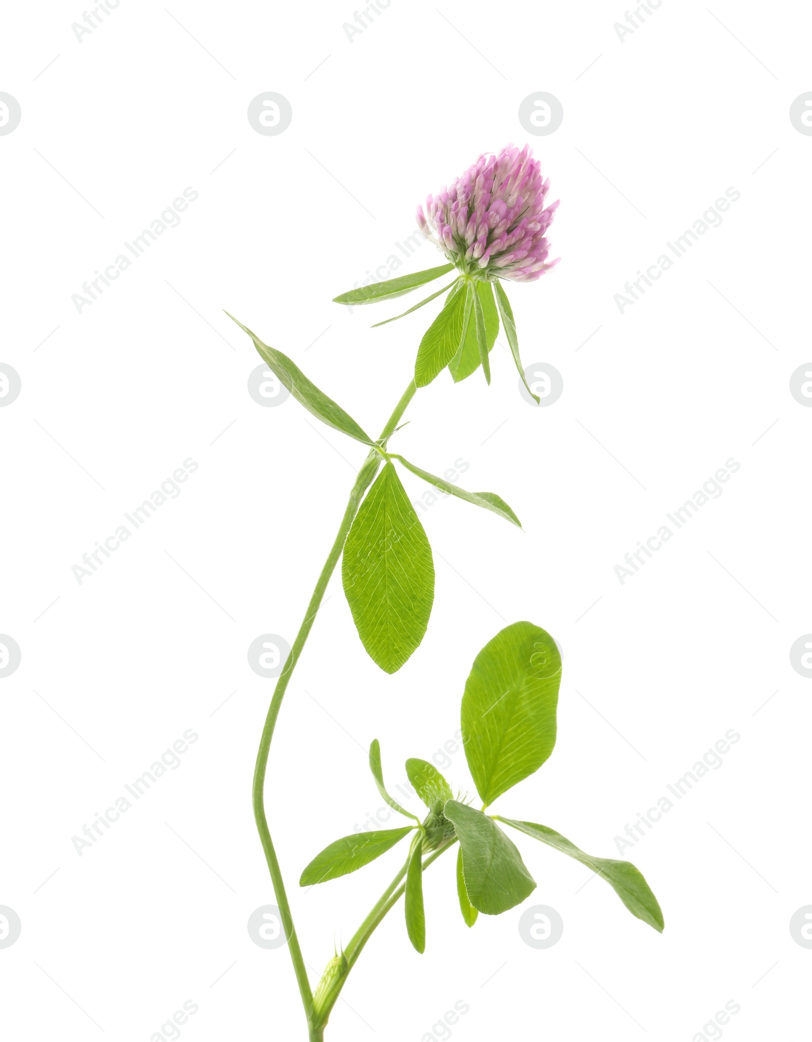 Photo of Beautiful clover flower with green leaves isolated on white