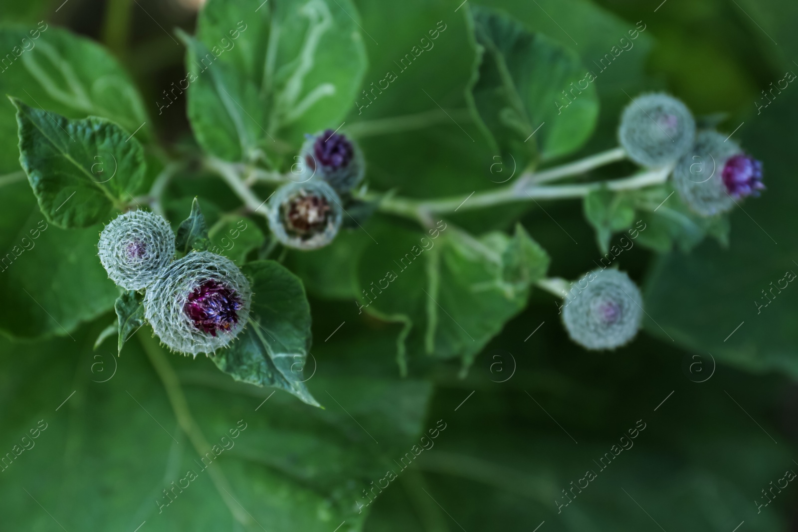 Photo of Beautiful burdock plant with flowers and green leaves outdoors, closeup