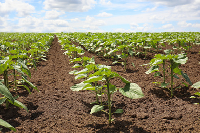 Photo of Agricultural field with young sunflower plants on sunny day