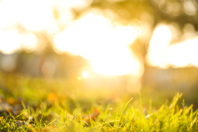 Fallen leaves on green grass in park. Bokeh effect