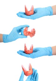 Image of Doctors holding plastic models of healthy and afflicted thyroid on white background, closeup. Collage 