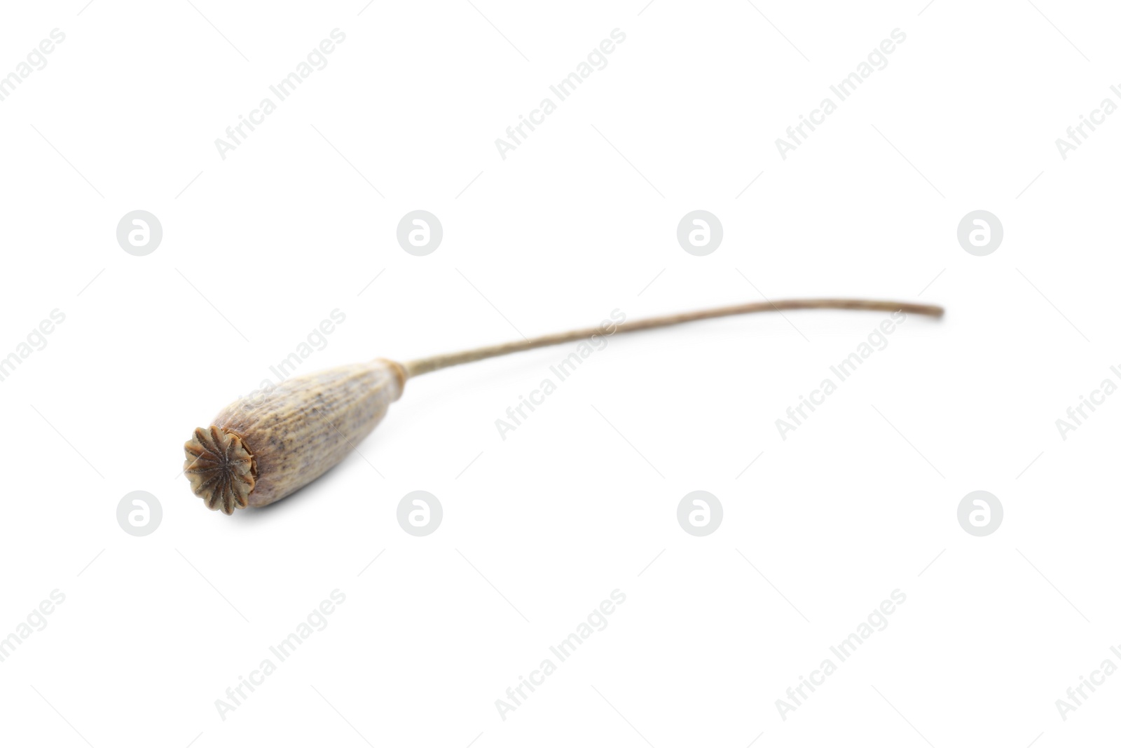 Photo of Dried poppyhead with seeds isolated on white