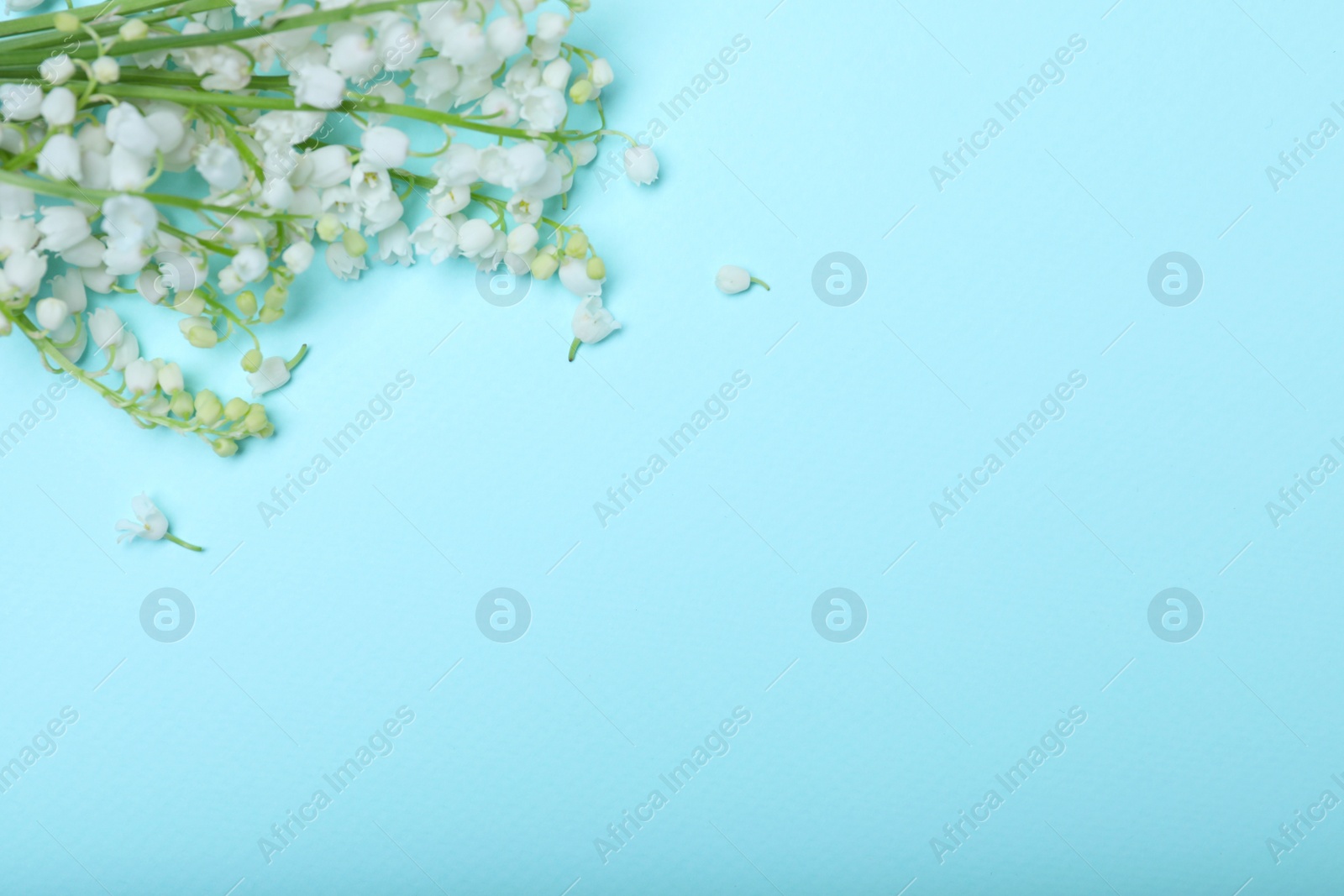 Photo of Beautiful lily of the valley flowers on light blue background, flat lay. Space for text