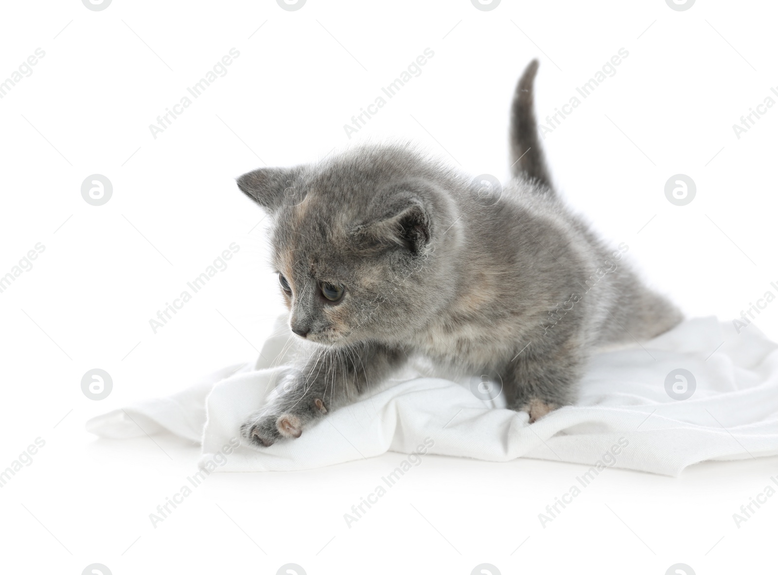 Photo of Cute British Shorthair kitten on white background. Baby animal