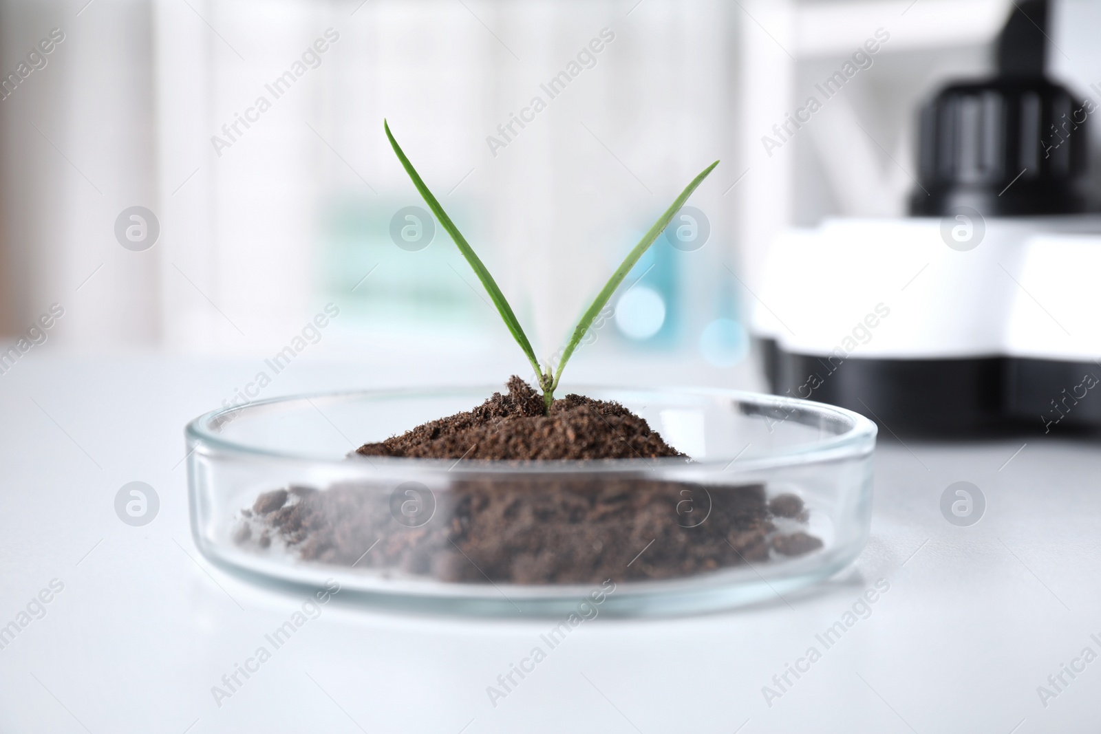 Photo of Green plant with soil in Petri dish on table in laboratory. Biological chemistry