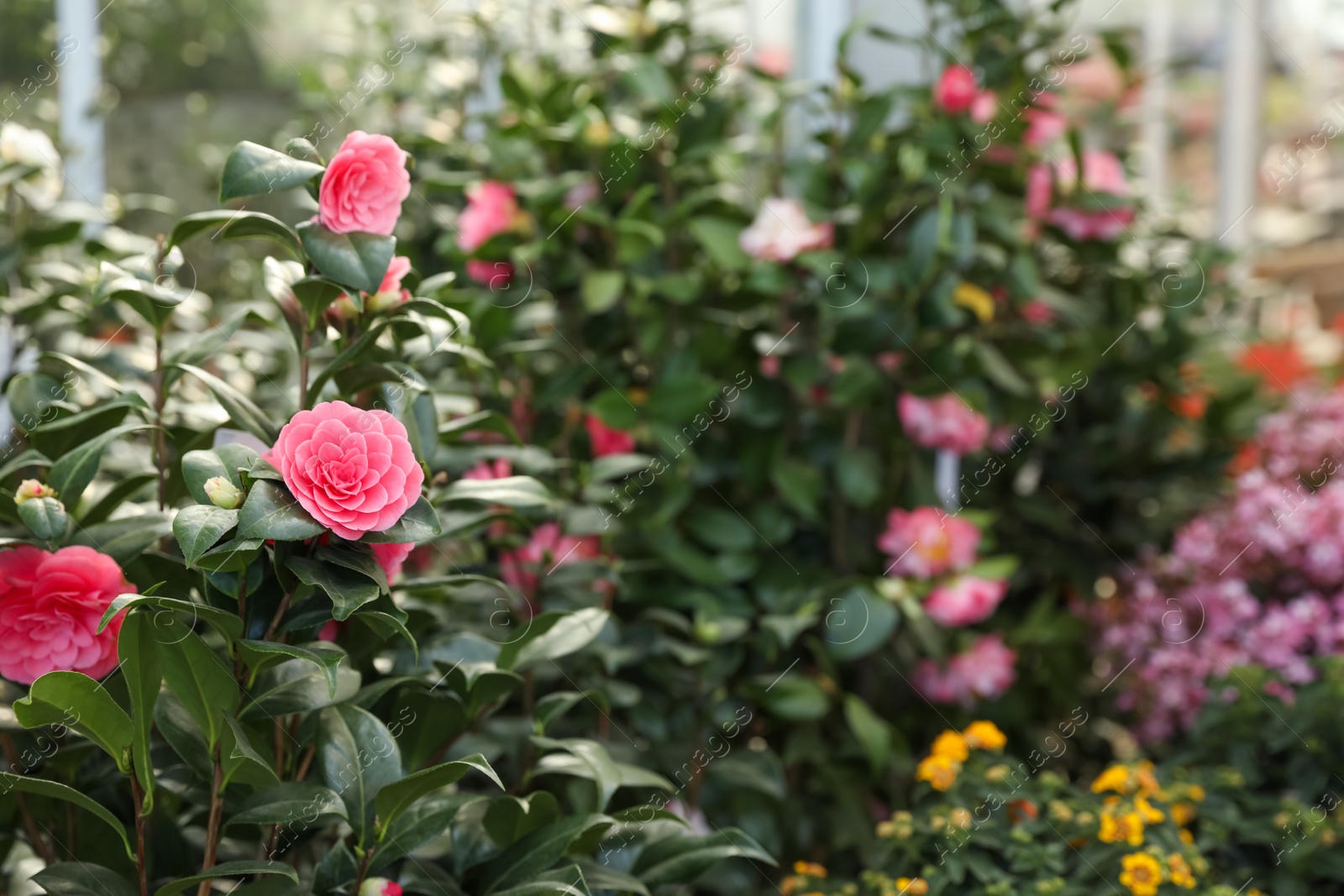 Photo of Camellia japonica bush with beautiful pink flowers on blurred background. Space for text