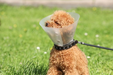 Photo of Cute Maltipoo dog with Elizabethan collar outdoors, space for text