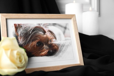 Photo of Frame with picture of dog, burning candles and rose flower on black cloth, closeup. Pet funeral
