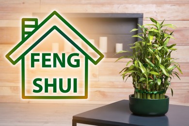 Image of Pot with green bamboo on table in room. Feng Shui philosophy 
