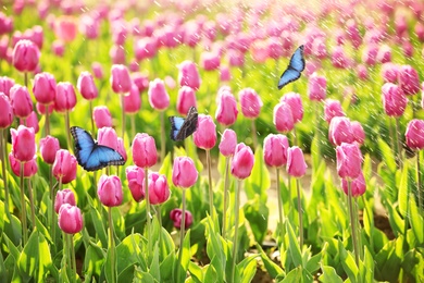 Beautiful butterflies and blossoming tulips outdoors on sunny spring day