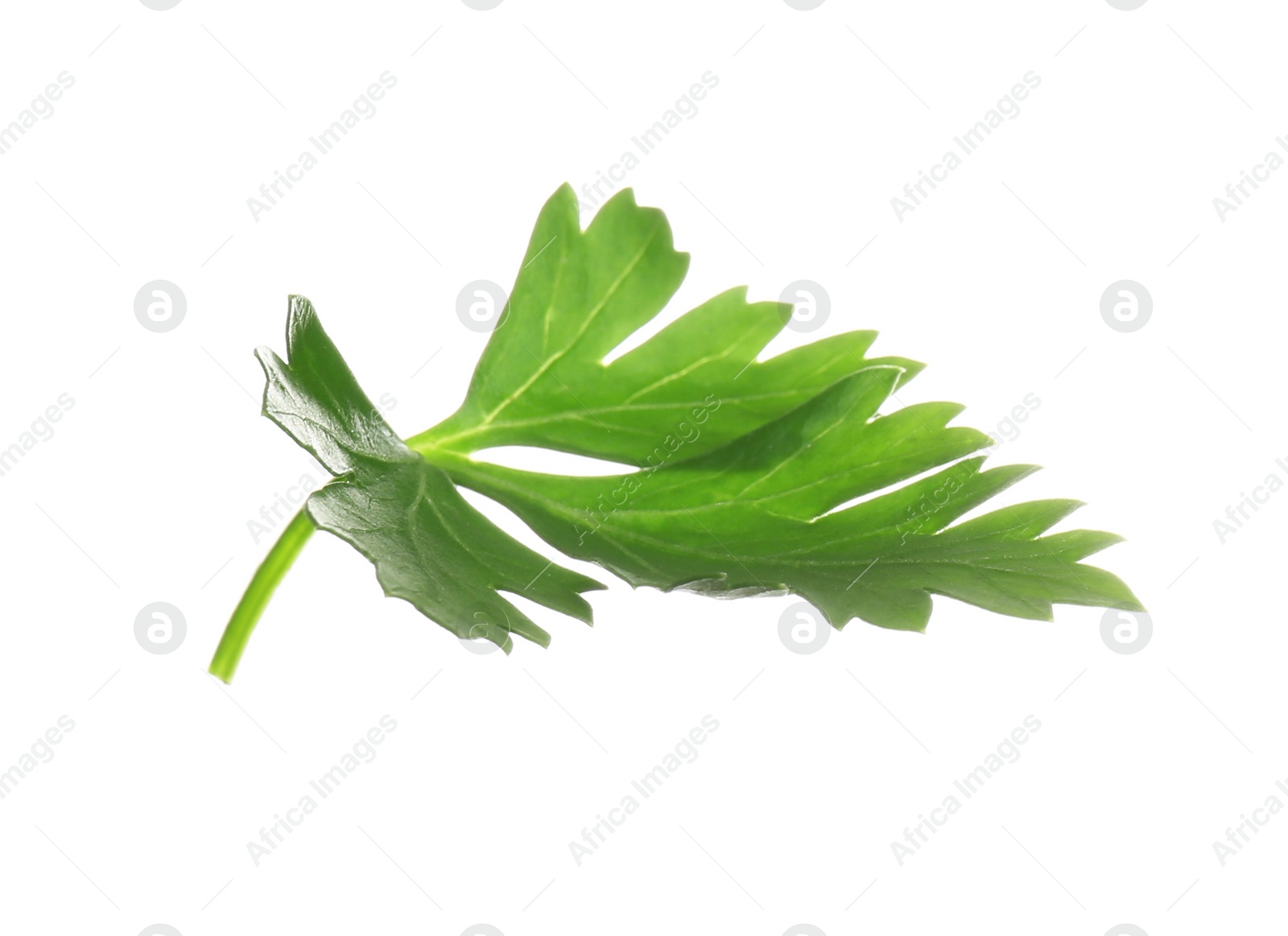 Photo of Fresh green organic parsley on white background