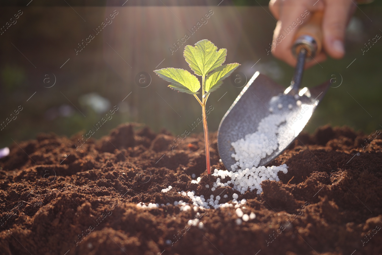 Photo of Woman fertilizing soil with growing young sprout on sunny day, selective focus