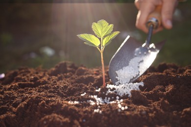 Woman fertilizing soil with growing young sprout on sunny day, selective focus