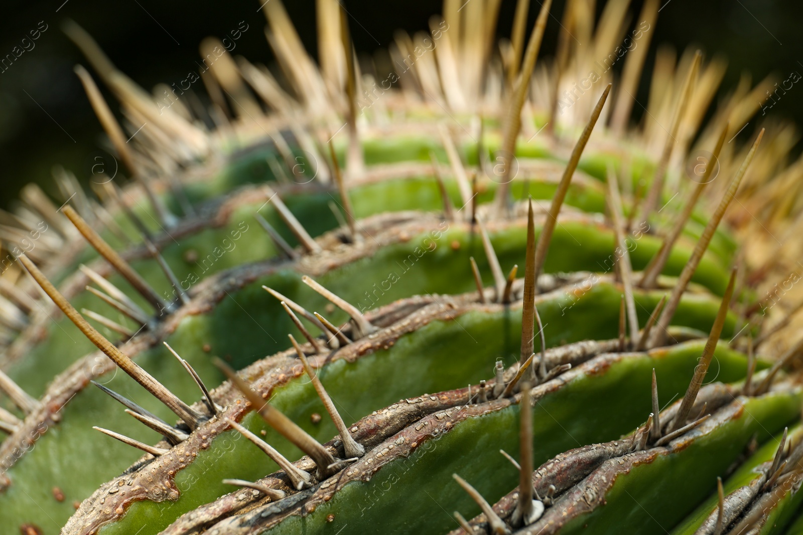 Photo of Closeup view of beautiful cactus on sunny day. Tropical plant