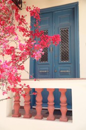 Plant with beautiful pink flowers near house entrance