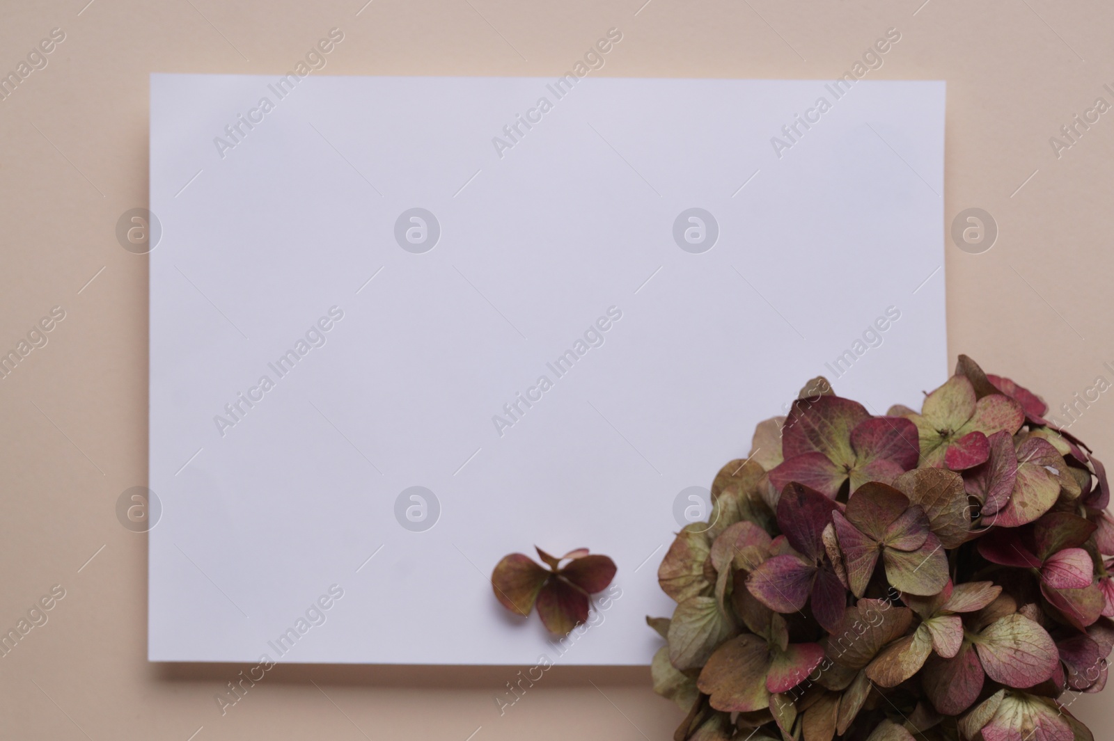 Photo of Dried hortensia flowers and sheet of paper on beige background, flat lay. Space for text