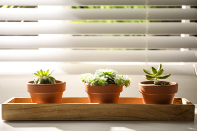 Photo of Beautiful echeverias on windowsill indoors. Succulent plants