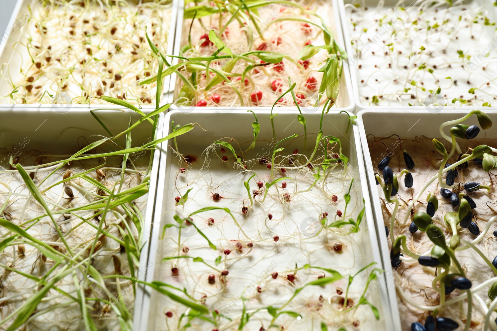 Photo of Containers with sprouted seeds, closeup. Laboratory research
