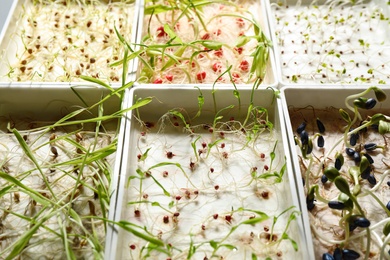 Containers with sprouted seeds, closeup. Laboratory research