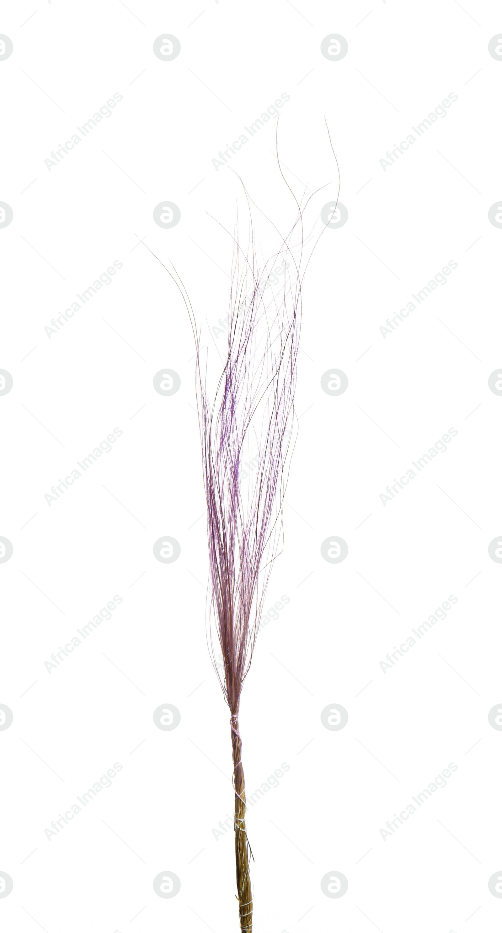 Photo of Beautiful tender dried flower on white background.
