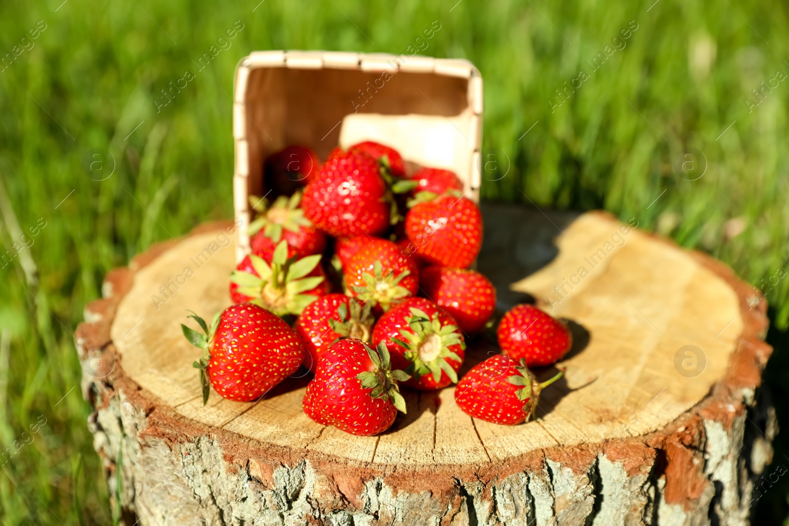 Photo of Basket with scattered ripe strawberries on tree stump outdoors, closeup