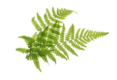 Photo of Beautiful tropical fern leaves on white background