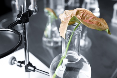 Photo of Round bottomed flask with leaf on retort stand in laboratory, closeup