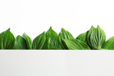 Photo of Blank card with green leaves on white background