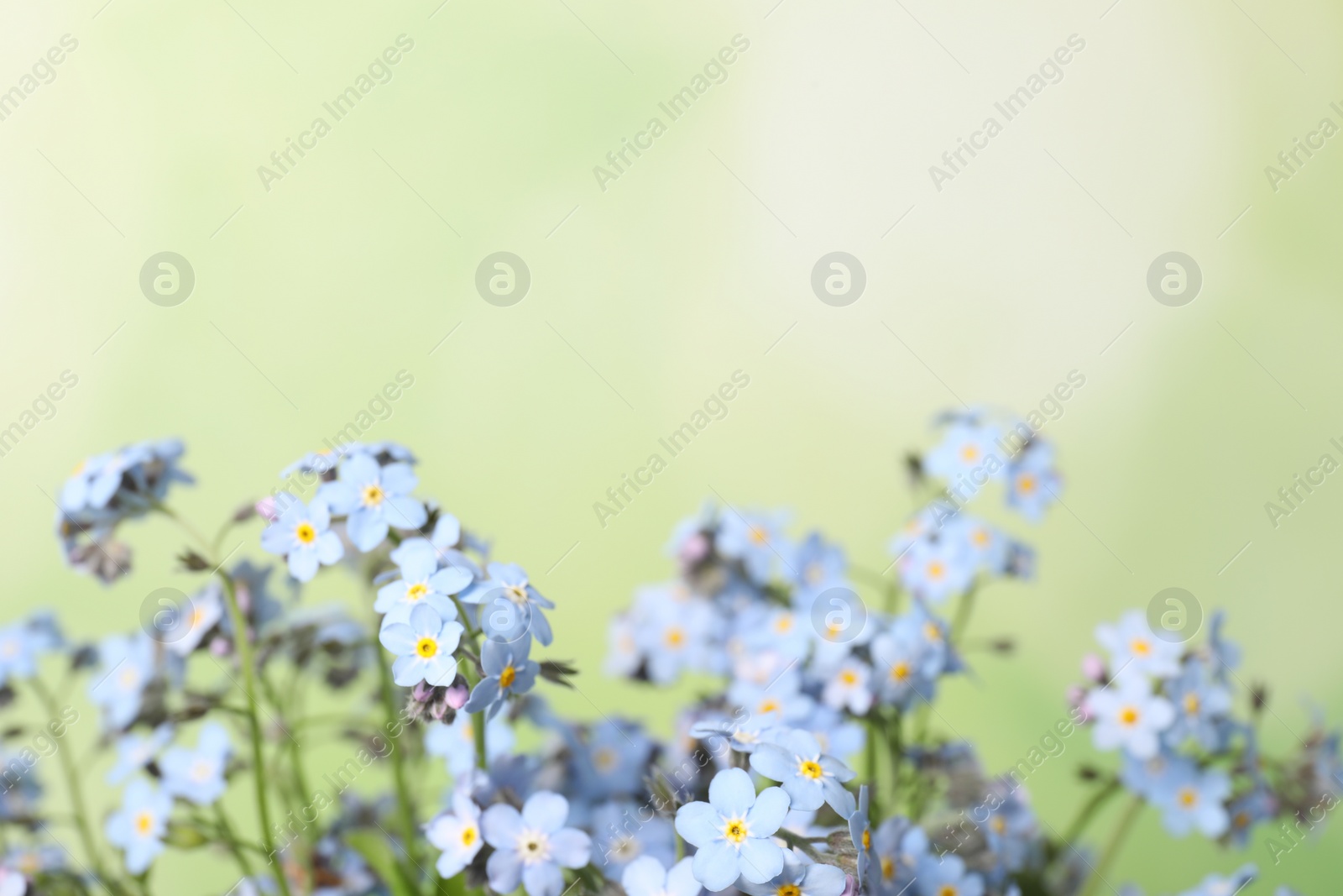 Photo of Beautiful forget-me-not flowers against blurred green background, closeup. Space for text