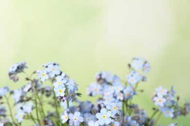 Beautiful forget-me-not flowers against blurred green background, closeup. Space for text