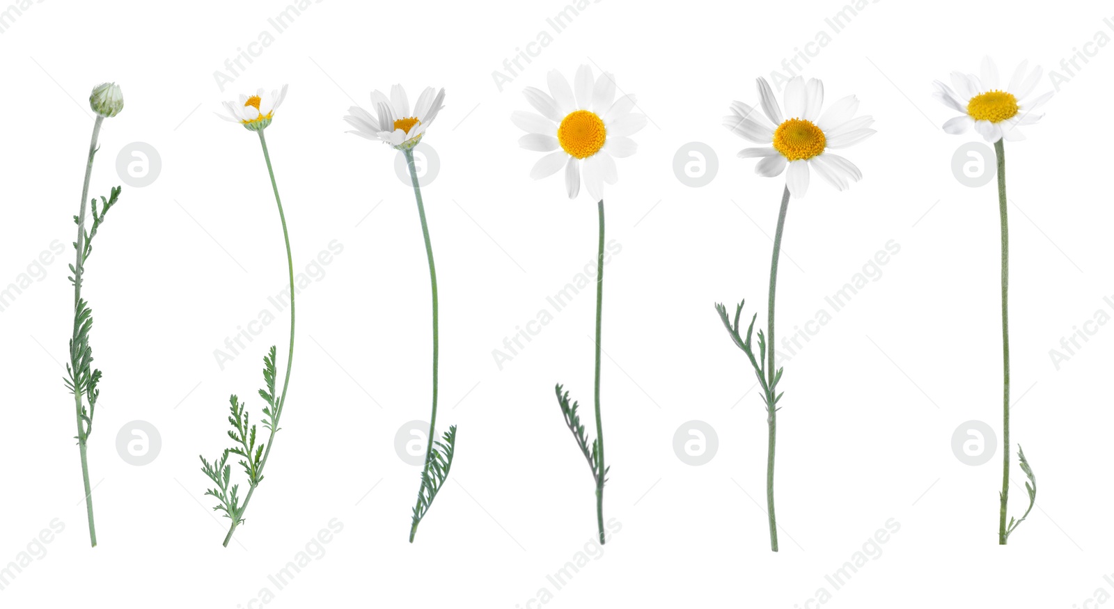 Image of Set of beautiful chamomile flowers on white background. Banner design