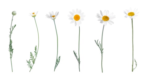 Image of Set of beautiful chamomile flowers on white background. Banner design