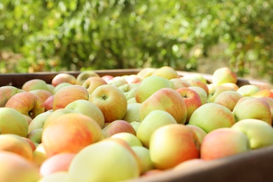Fresh ripe juicy apples in crate outdoors