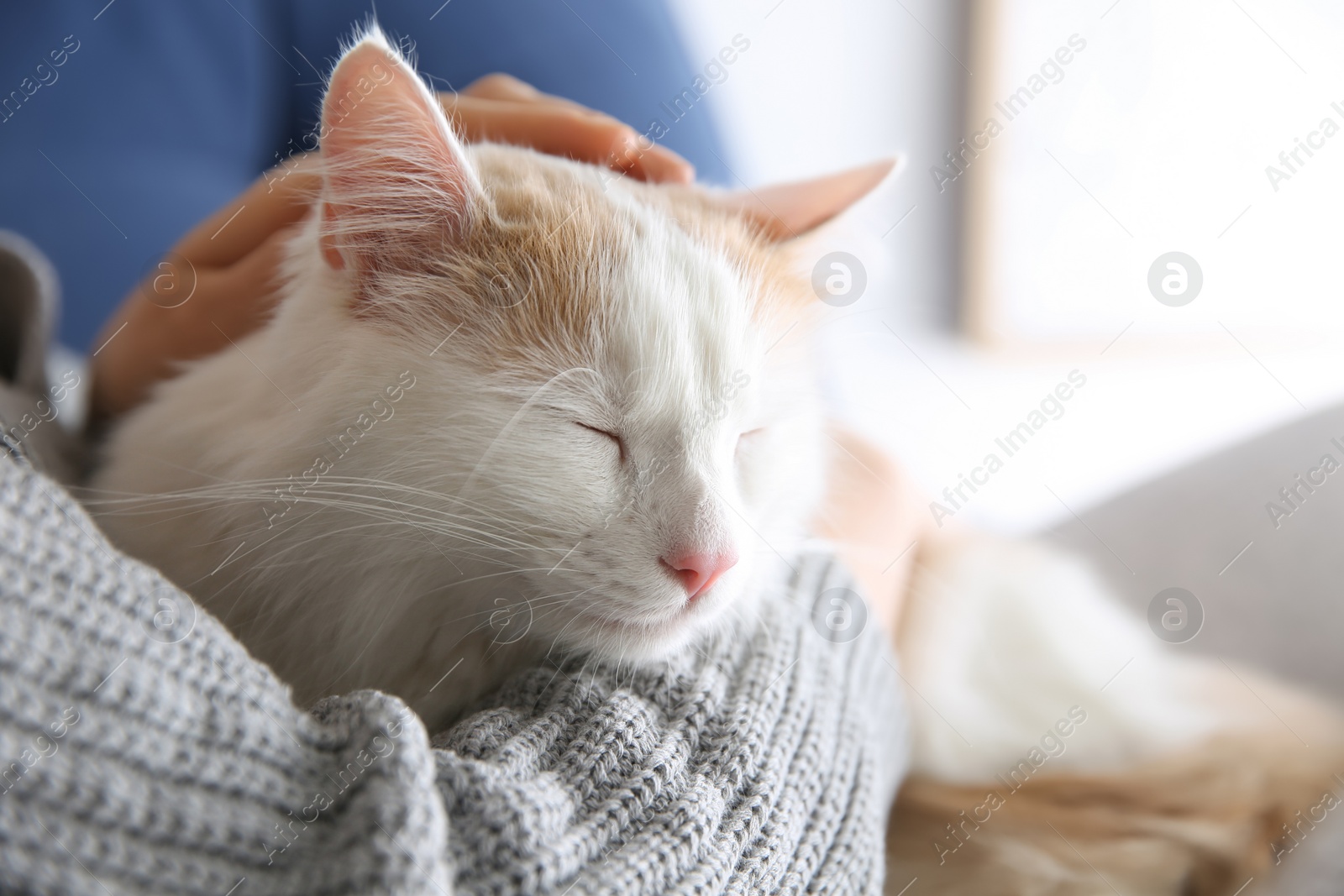 Photo of Woman with cute fluffy cat on blurred background, closeup