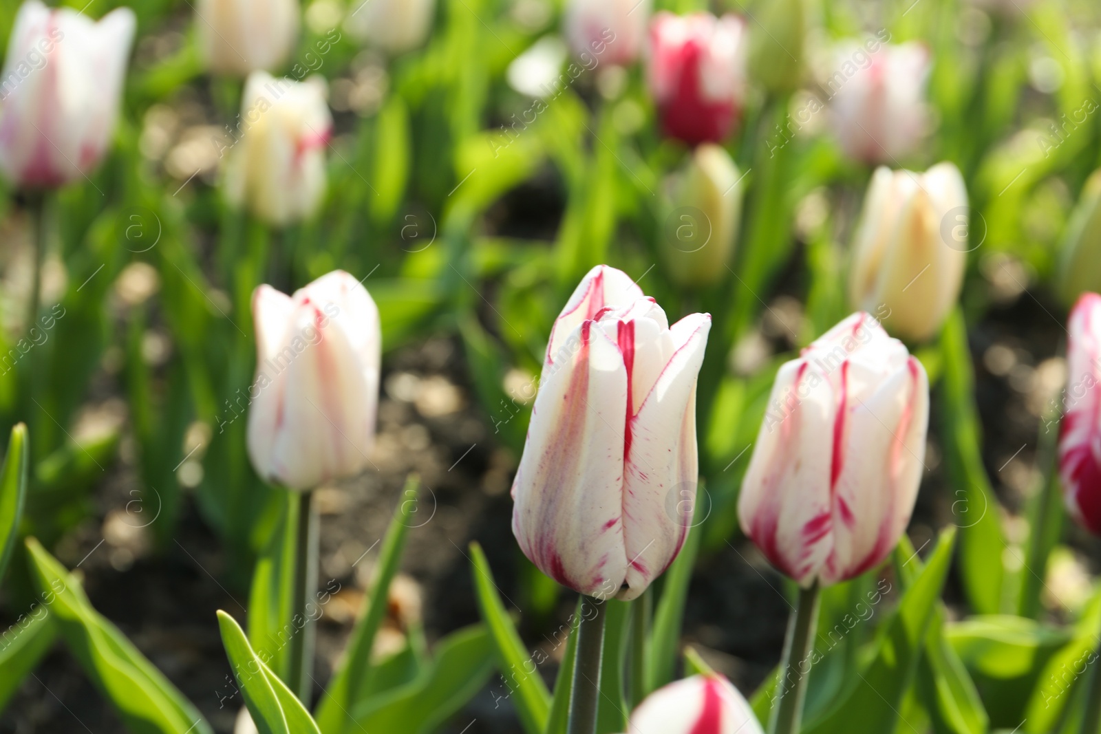 Photo of Beautiful blooming tulips outdoors on sunny day