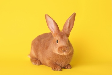 Photo of Cute bunny on yellow background. Easter symbol