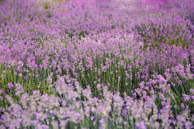 Photo of Beautiful lavender flowers growing in spring field