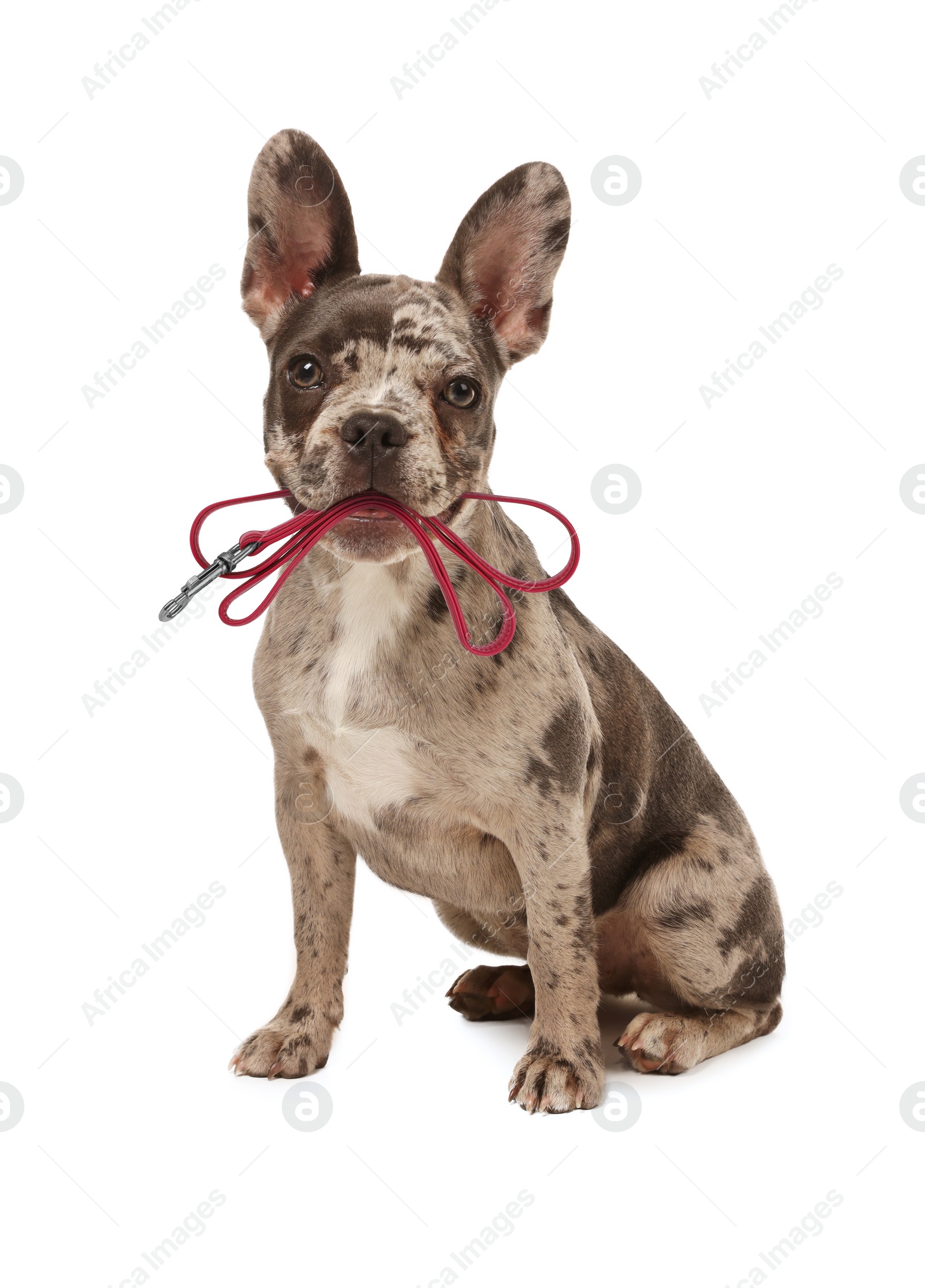 Image of Adorable French bulldog holding leash in mouth on white background