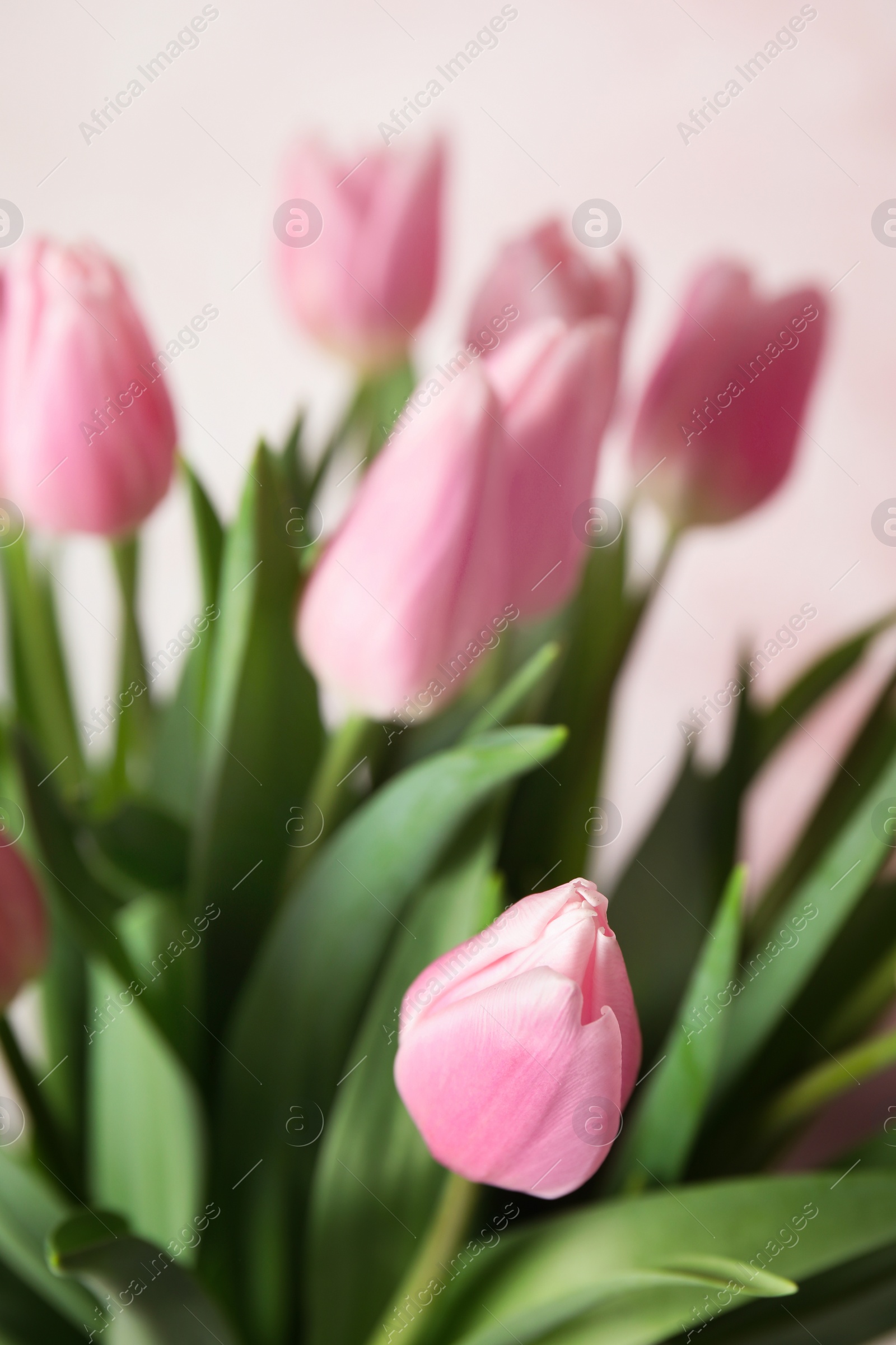 Photo of Bouquet of beautiful spring tulips on light pink background, closeup