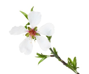 Beautiful blossoming tree branch isolated on white. Spring season