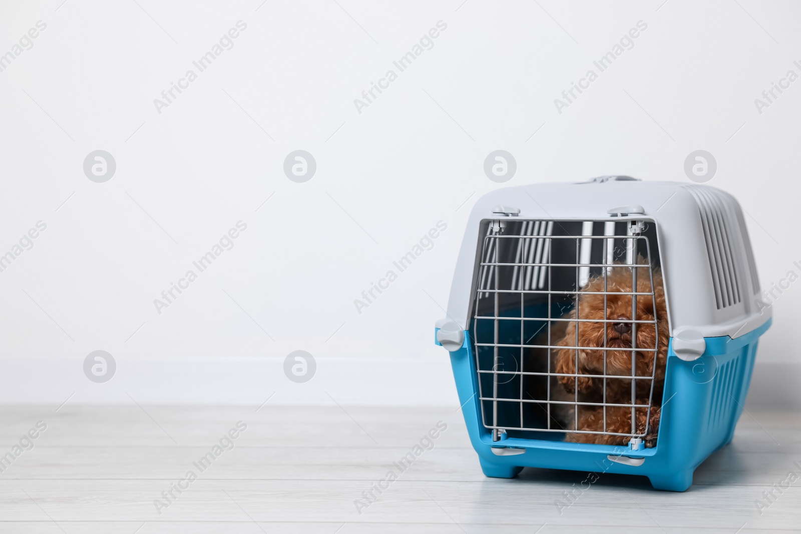 Photo of Travel with pet. Fluffy dog in carrier on floor indoors, space for text