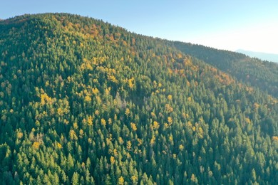 Beautiful mountains covered with forest on sunny day. Drone photography