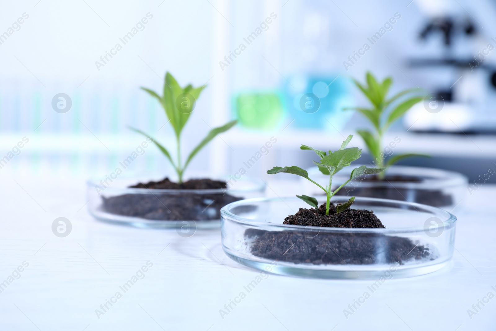 Photo of Green plants with soil in Petri dishes on table in laboratory. Biological chemistry