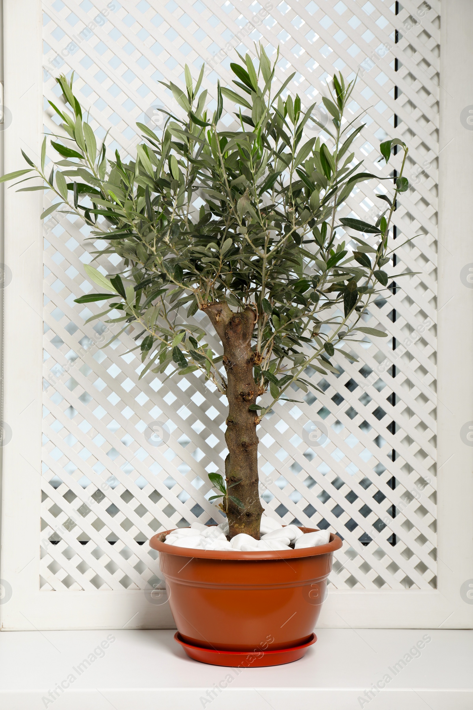 Photo of Beautiful potted olive tree on window sill indoors